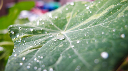 Alaska Raspberry Nasturtium 2
