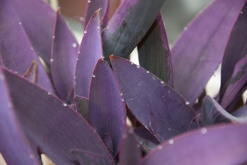Setkrezja purpurowa, fioletowiec, Setcreasea purpurea, Tradescantia pallida