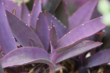 Setkrezja purpurowa, fioletowiec, Setcreasea purpurea, Tradescantia pallida