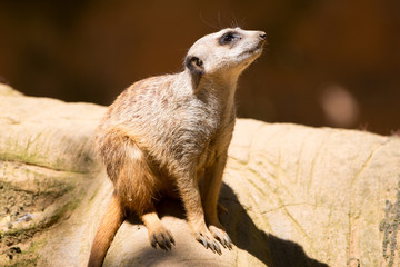 Erdmännchen (Suricata suricatta) meerkat