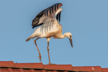 storch auf dach