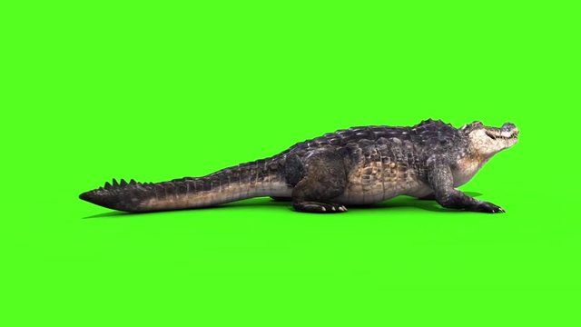 Alligator Crocodile Reptile Attacks Side Loop Green Screen