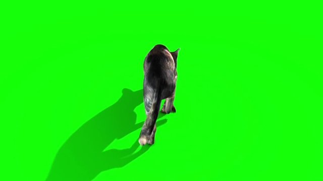 Dog Walkcycle and Sniffs Back Green Screen 3D Rendering Loop Animation
