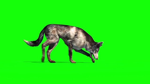 Dog Walkcycle and Sniffs Side Green Screen 3D Rendering Loop Animation