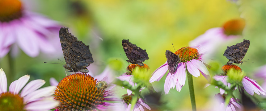 panoramic view - the garden with Echinacea flowers and butterflies