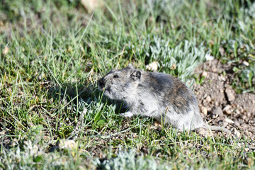 China. Tibet, gray Ochotona on the shores of lake Manasarovar