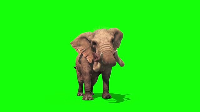 Elephant Attacks Front Green Screen