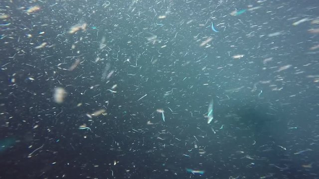 krill macro detail at night