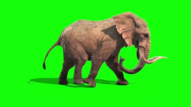 Elephant Runs Static Side Green Screen
