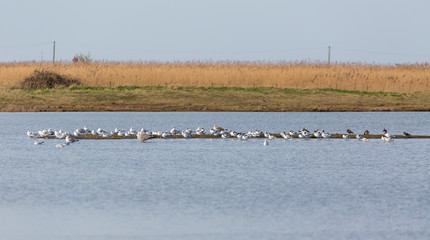 Water birds on sandbar