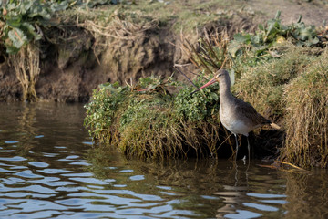 Water bird, Godwit, Norfolk UK.