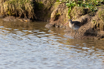 Water bird, Godwit, Norfolk UK.