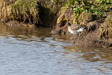 Water bird, Godwit, Norfolk UK.