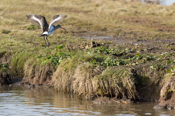 Water bird, Godwit, Norfolk UK.