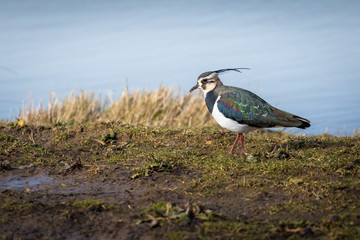 Colorful bird, Lapwing, Norfolk UK.