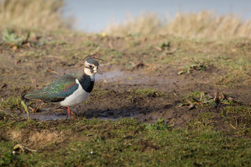 Colorful bird, Lapwing, Norfolk UK.
