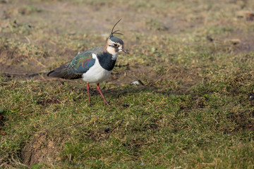 Colorful bird, Lapwing, Norfolk UK.