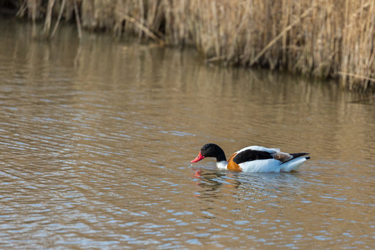 Water bird, Shelduck, swimming in natural habitat, Norfolk UK.