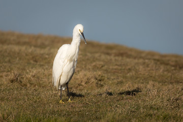 Great white egret