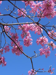 spring