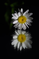 blume