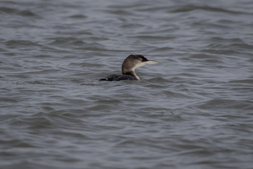 Water bird, great northern diver