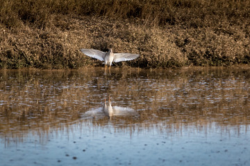 Wading bird in flight. Common sandpiper