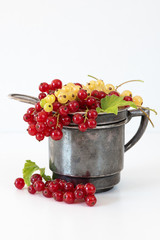 Johannisbeeren, Ribisel