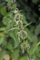 Blüten der Großen Brennnessel (Urtica dioica) - stinging nettle