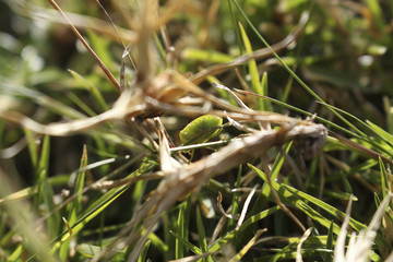 Insecto, ramas y pasto