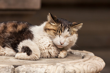 Portrait of a Cat sleeping on marble pedestal