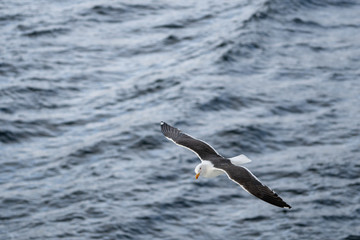 Seagull in flight.