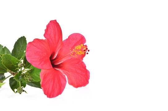 hibiscus isolated on white background