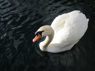 Floating swan