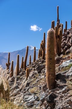 Massive cardons (cacti) seen in a sunny hot day at Quedraba de Guatin, or Cactus Valley, at Atacama desert, Chile. Cactus of five to eight metres high grow out of rocky steep hill.