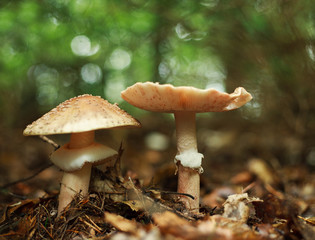 Mushrooms growing in ground autumn forest closeup