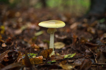 Mushrooms growing in ground autumn forest closeup