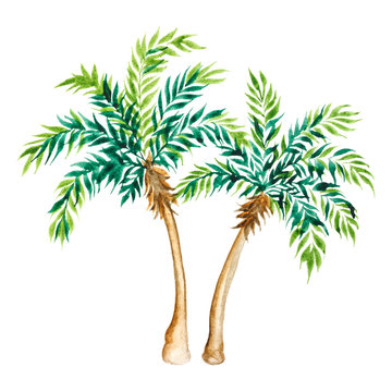 Palm tree isolated on white background.  Watercolor illustration.
