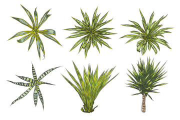 Set of bright vivid drawn tropical plants and leaves. Fresh exotic leaves and branches from the jungle forest.
