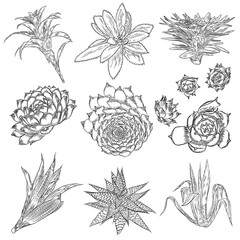 Cute cactus illustrations. Handmade set. Hand drawn outline cacti and succulents drawings. Decorative floral design elements for prints, patterns, decoration needs. Vector.