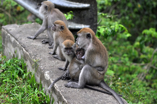 monkeys feeding little babies
