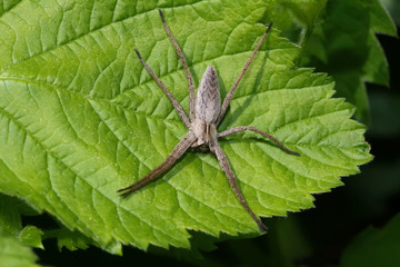 Raubspinne, Listspinne, Pisaura mirabilis