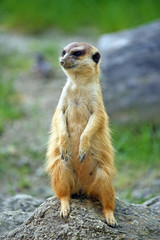 Meerkat
