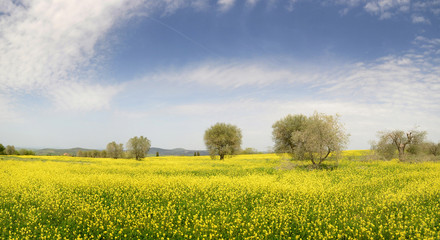 Beautiful field of yellow flowers with olive trees and blue cloudy sky in the Tuscan countryside, near Pienza (Siena). Italy