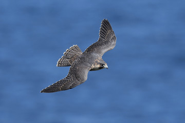 Peregrine falcon in its natural habitat in Denmark