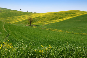 field of yellow rape flowers and blue sky in the Tuscan countryside, near Pienza (Siena). Italy