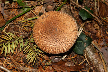 Pilz Sparriger Schüppling, Pholiota squarrosa