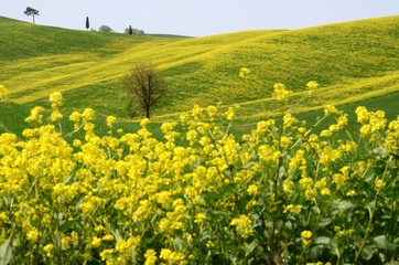 Beautiful field of yellow rape flowers and blue sky in the Tuscan countryside, near Pienza (Siena). Italy