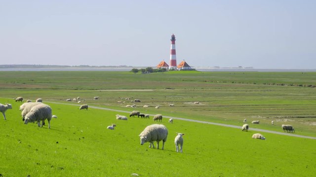 Schafe grasen auf dem Deich vor dem Leuchtturm Westerhever - St. Peter Ording Nordfriesland
