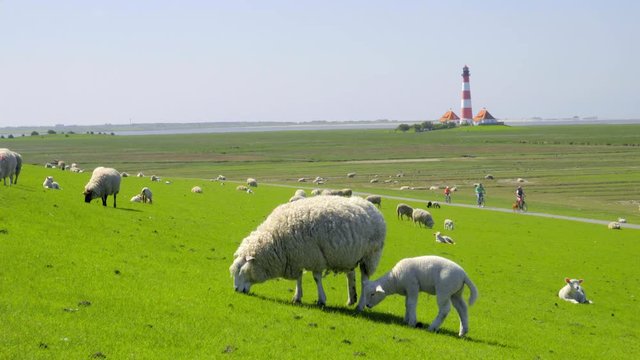 Schafe grasen auf dem Deich vor dem Leuchtturm Westerhever - St. Peter Ording Nordfriesland